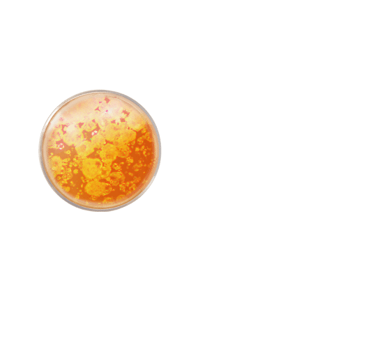 Anti-Aging & Anti-Müdigkeit Serum-Kur mit 10% Vitamin C