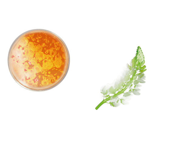 Glowcrème met vitamine C en niacinamide