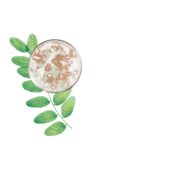 Mascara fortifiant longueur & courbure