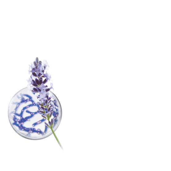 Crème de nuit régénération suprême - COLLECTOR