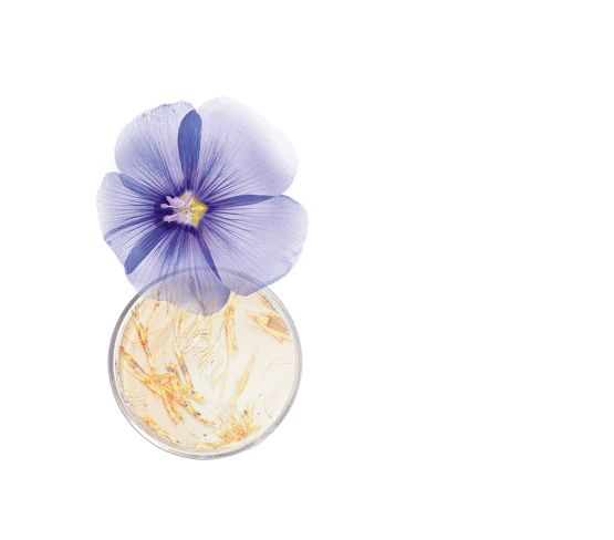 Aktivierendes Serum mit Niacinamid, Leinen- und Dillfraktion