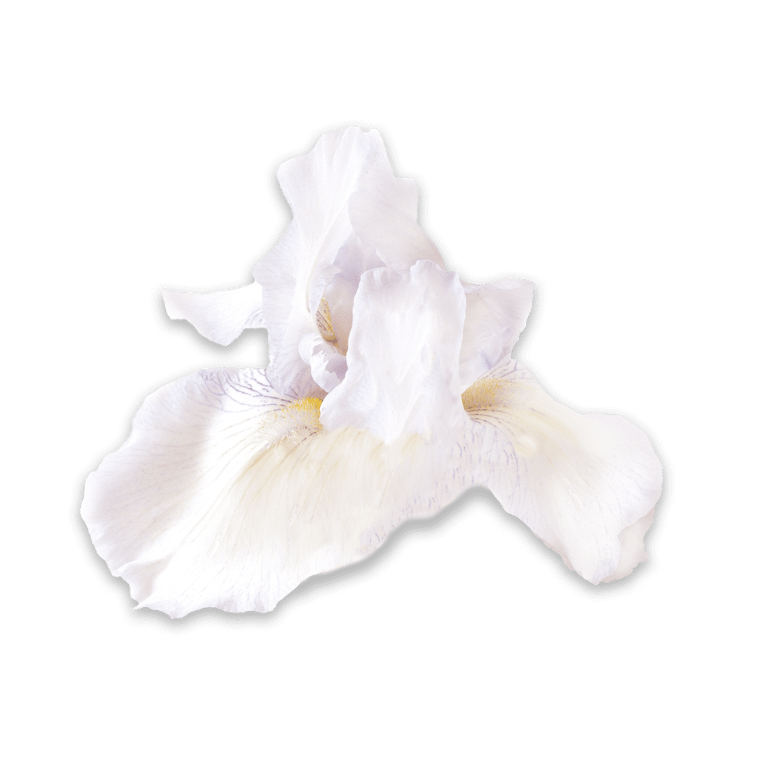 Eau de Toilette Âme Toscane - Dr Pierre Ricaud