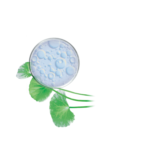 Serum mit reiner Centella