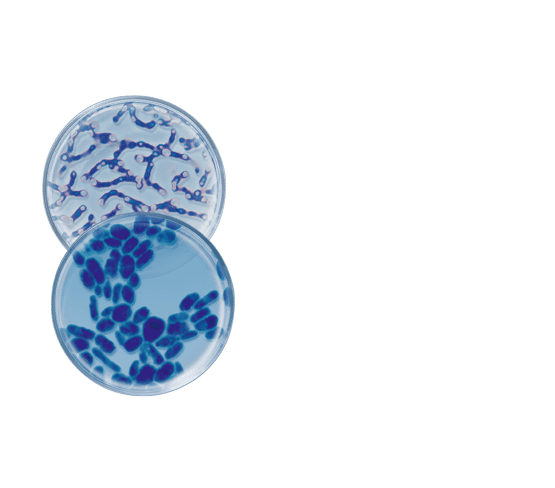 Comfortabele nachtcrème met probiotica