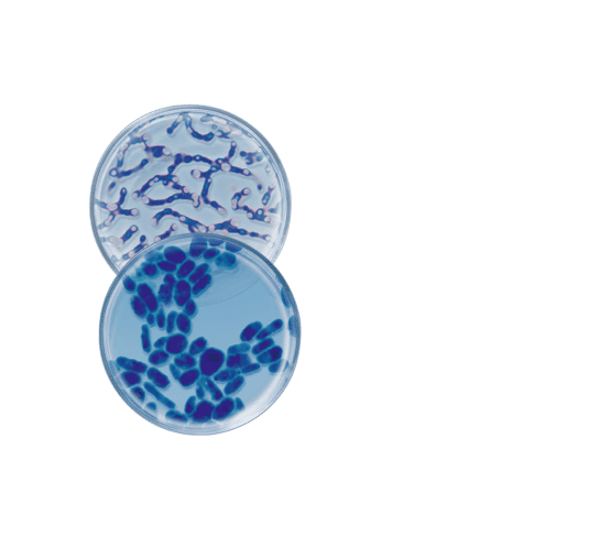 Nachtserum met probiotica