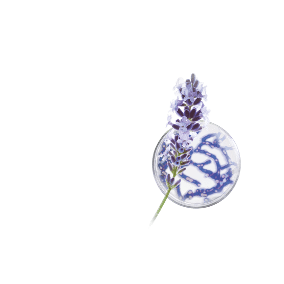 Elixir de nuit régénération suprême SOS nutrition