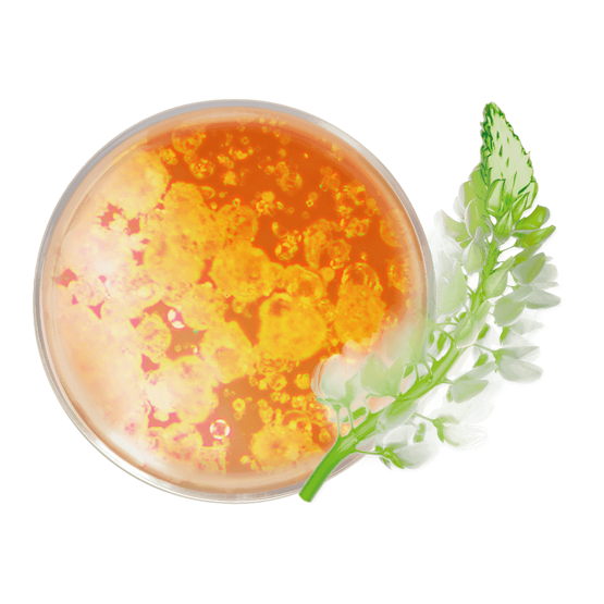 Glow-Creme mit Vitamin C, Strahlender Teint texture