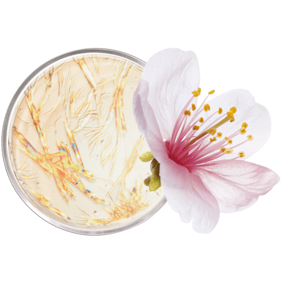 Fond de teint liftant pot ouvert