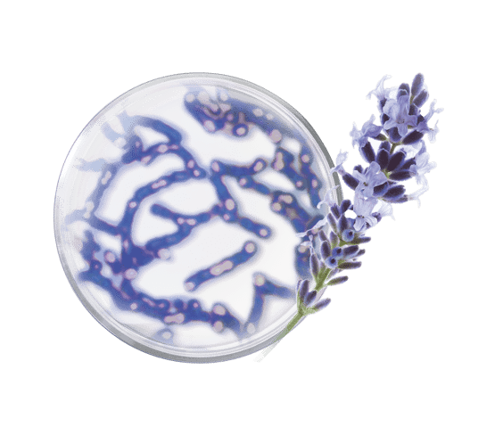 Regenerierende Supreme Nachtcreme - COLLECTOR texture
