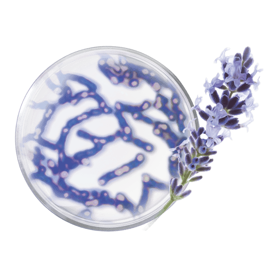 Crème de nuit régénération suprême - COLLECTOR pot ouvert