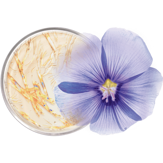 Crème lifting à la niacinamide, fraction pure de lin, et aneth vidéo