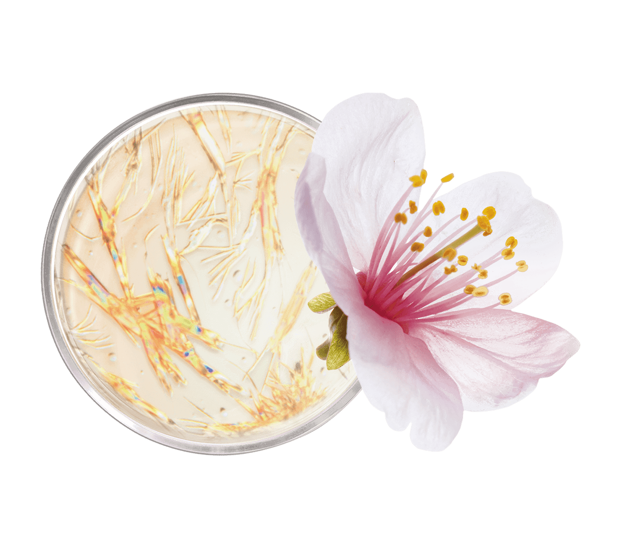 Crème Lifting Cou Et Décolleté Dr Pierre Ricaud - 50 Ml - Actif Glycalox - Sans Parabens - Neuf
