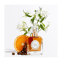 Eau de parfum Passion Latine inspiration voyage