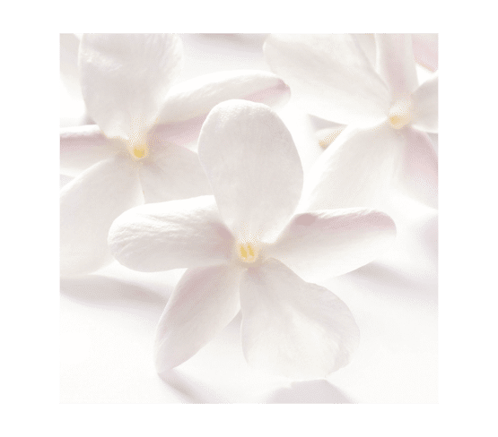 Eau de parfum Jasmin Sambac inspiration voyage