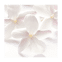 Eau de parfum Jasmin Sambac inspiration voyage