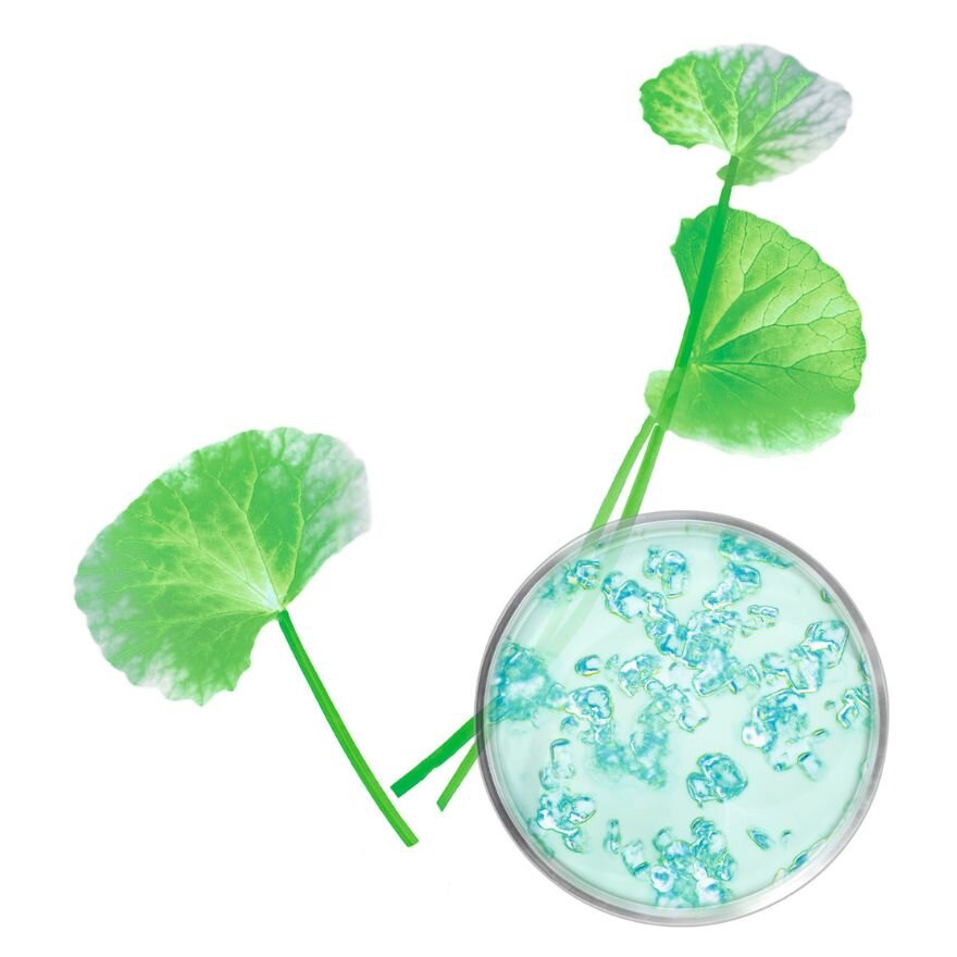 Was ist Centella Asiatica? Dr Pierre Ricaud